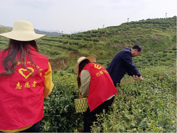 抗疫情 助茶農 高峰巾幗在行動
